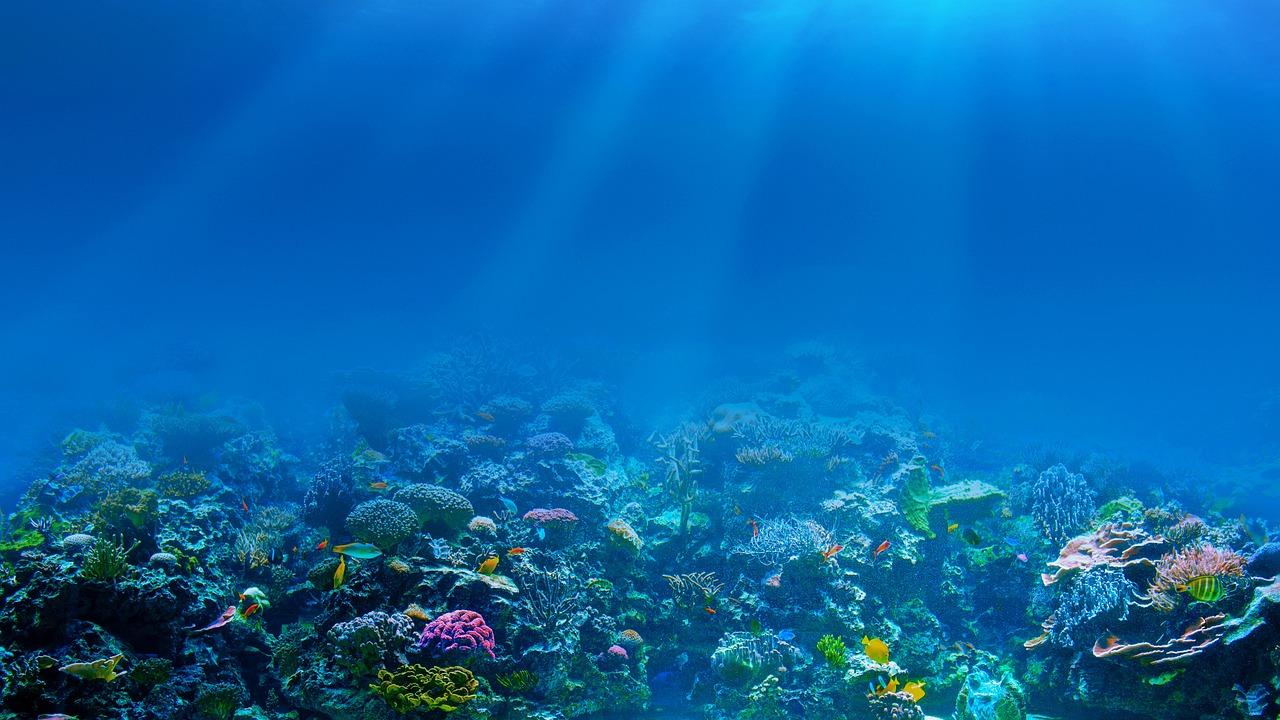 Revolutionizing Ocean Conservation: How a Credit System Can Save Our Seas and Our Wallets
