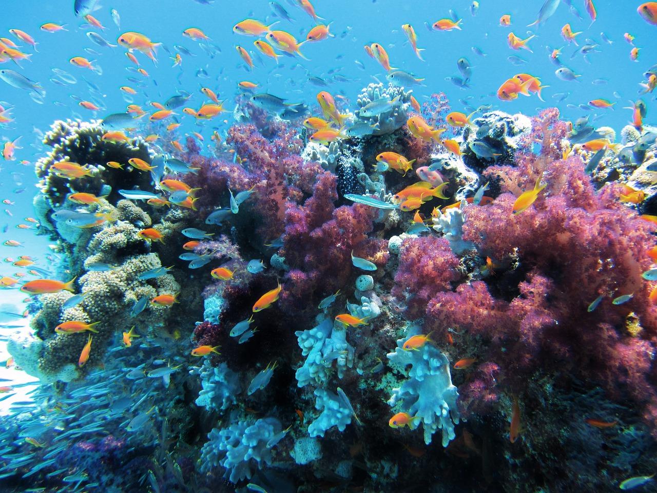 The Vital Role of Marine Protected Areas in Conservation